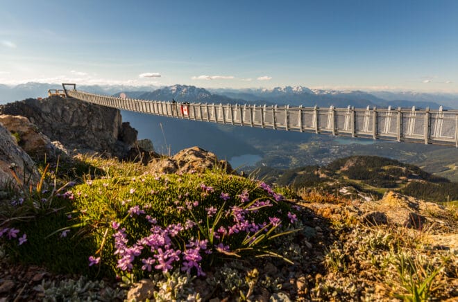 Summer view of the Whistler Peak Suspension Bridge with wildflowers