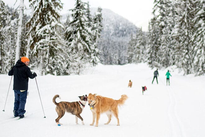 XC Skiing with pets at Whistler Olympic Park