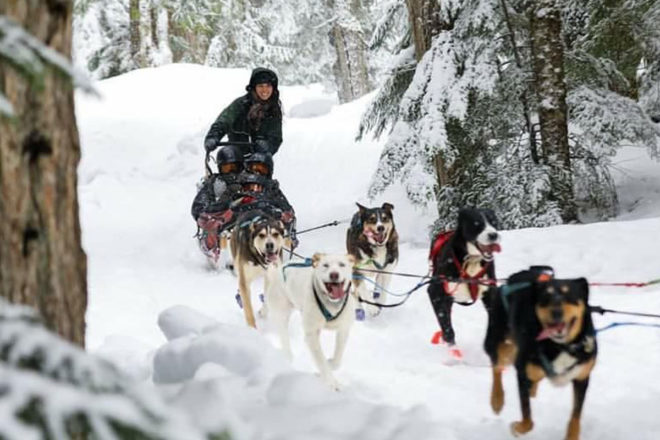 Dogsledding in Whistler. Book with Whistler Reservations!