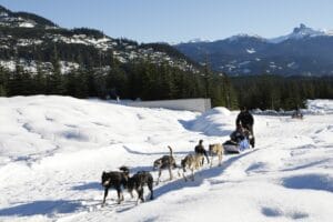 How to Book a Whistler Dogsled Adventure