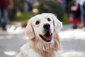 What to Know About Bringing Your Pet to Whistler