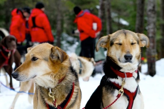 dog-sledding