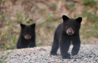 Whistler Bear Viewing Tours. Book with Whistler Reservations today!