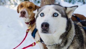 Dogsled-3-845x684