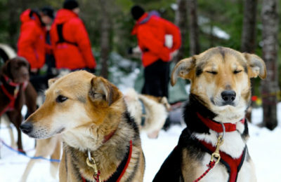 Dogsledding in Whistler. Book with Whistler Reservations!
