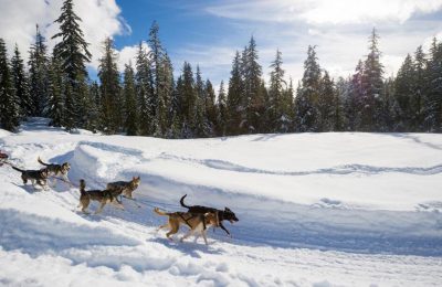 Dogsledding in Whistler. Book with Whistler Reservations!