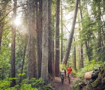 Interpretive Forest Walk