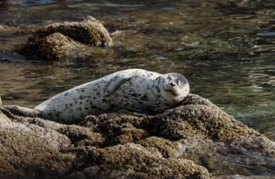Prince of Whales Whale Watching - Vancouver - 2024-09-20-17-04-26-840-b1iro-large