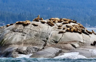 Prince of Whales Whale Watching - Vancouver - 2025-04-19-12-50-02-300-cg57l-medium