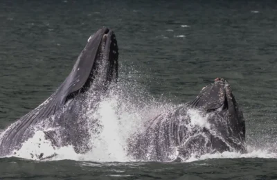 Prince of Whales Whale Watching - Vancouver - 2025-05-29-16-09-27-360-cr9ix-medium