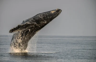 Prince of Whales Whale Watching - Vancouver - 2025-09-05-17-51-12-630-dx9qz-large