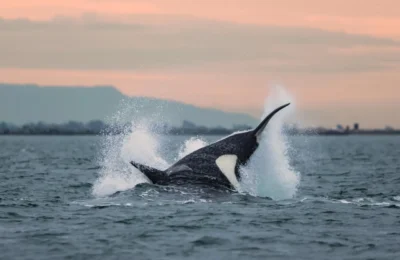 Prince of Whales Whale Watching - Vancouver - 2025-10-22-13-39-32-420-ea52w-medium