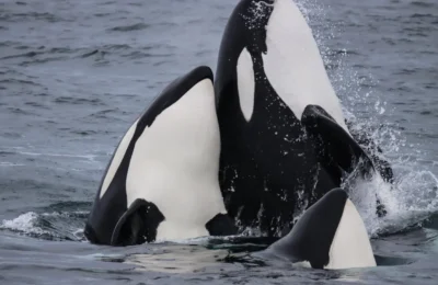 Prince of Whales Whale Watching - Victoria - 2024-09-22-13-46-52-080-b23th-medium