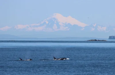 Prince of Whales Whale Watching - Victoria - 2025-06-08-13-26-46-720-cukje-medium