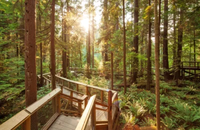 Rainforest - Nature's Edge Morning Light