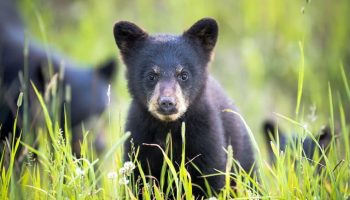 bear-viewing-whistler-