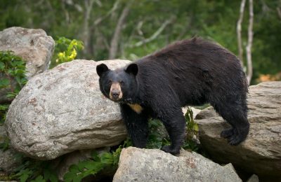 Whistler Black Bear Viewing