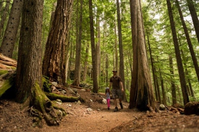 Ancient cedars Trail