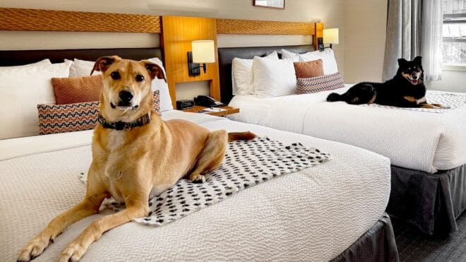 Pet-friendly Hotels in Whistler
