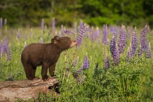 Whistler Bear Viewing Tours: What to Know