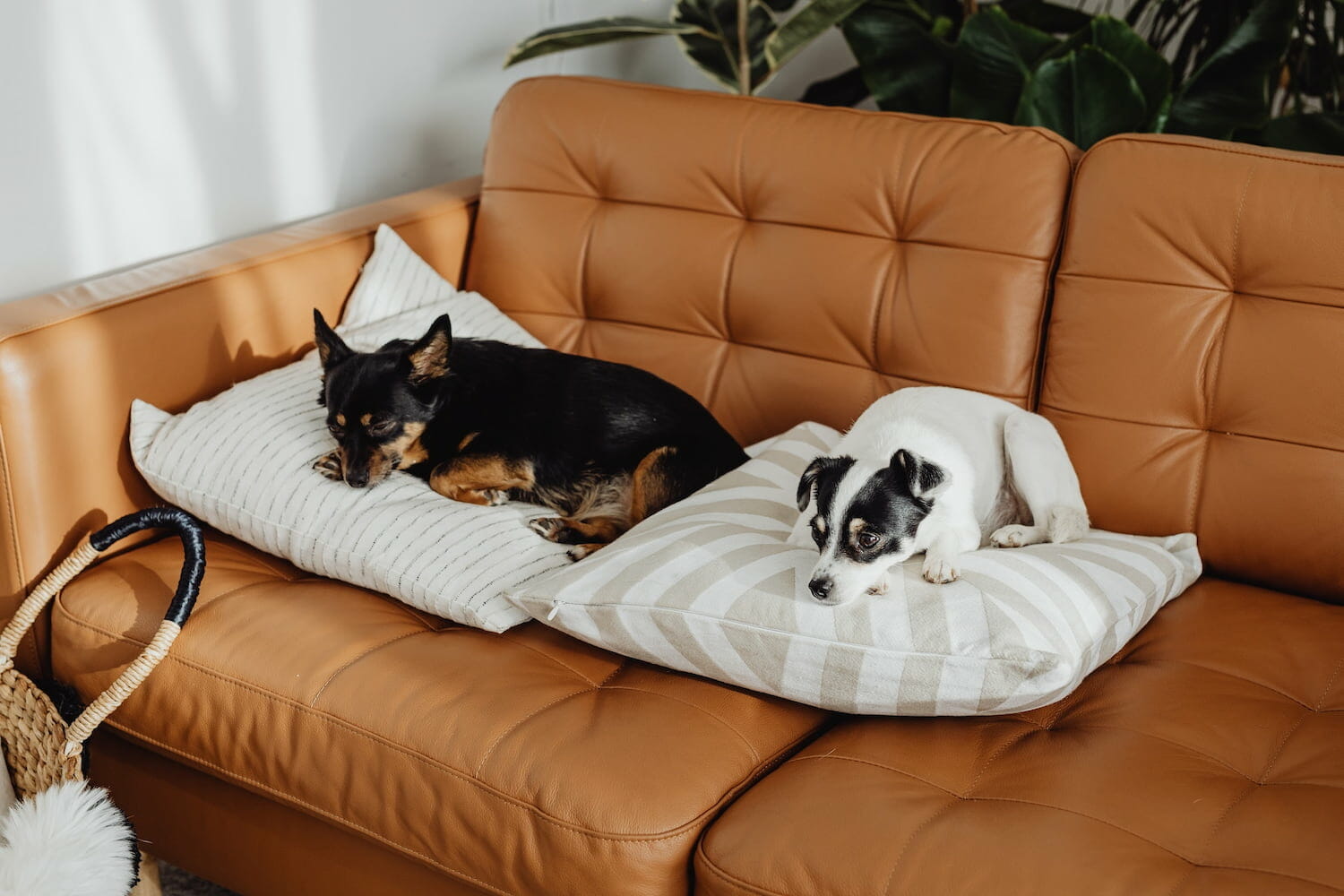 dog-friendly hotels in whistler