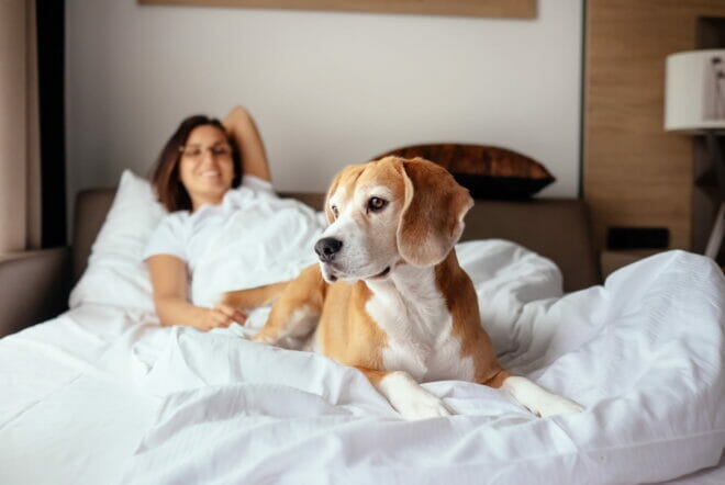 Pet-friendly Hotels in Whistler